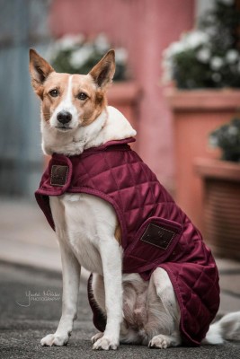 Kentucky Hundedecke bordeaux S